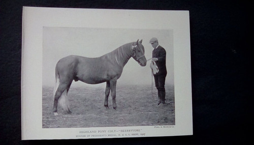 C1910 print highland pony - print,,
