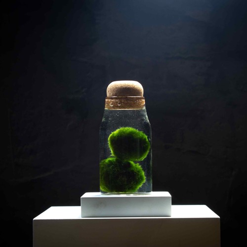 Marimo moss ball aquarium - marimo,