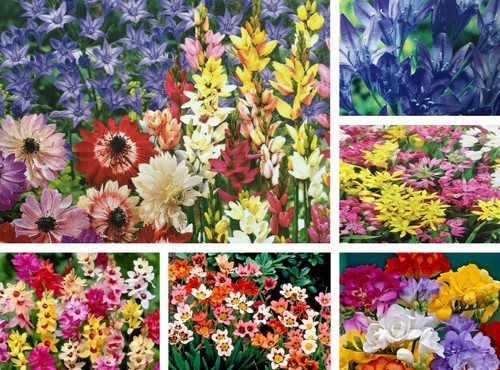 Perennial flower - perennial,