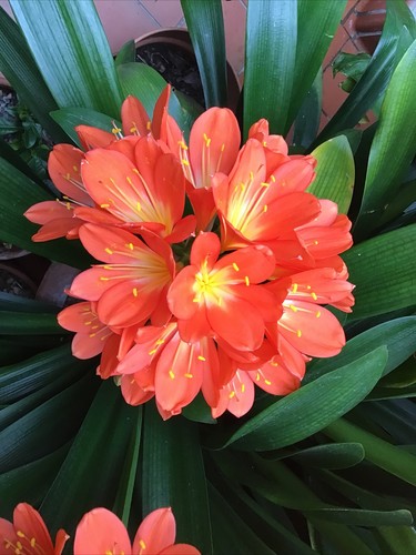 Fresh seed clivia miniata - 5, x