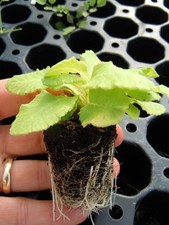 30 X Polyanthus Colossea Mix