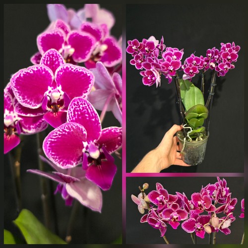 Phal chia yenlin - e, yenlin.