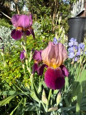 Iris Germanica Bearded lost