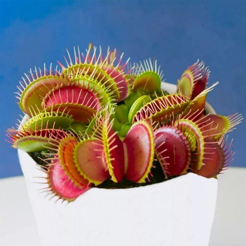 Giant venus fly trap seeds - venus,