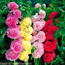 HOLLYHOCK - CHATERS DOUBLE