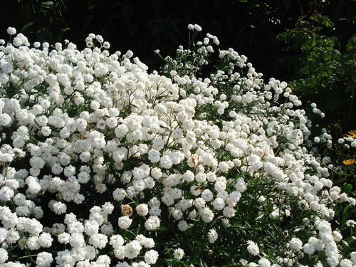 Russian gypsophila babys - gypsophila,
