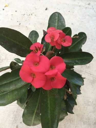 Euphorbia milii vulcanii - ,