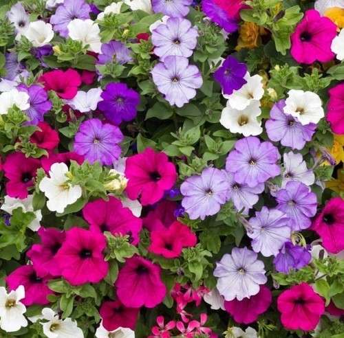 Petunia trailing mix plug - petunia,