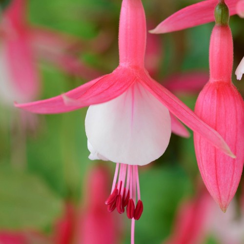 Fuchsia hardy plants - in, 9cm