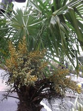 TRACHYCARPUS FORTUNEI -