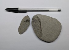 Beautiful Fossil Fish Skull