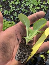 Chinese cabbage , White Stem Plug Plants X6 Free Delivery, Letter Box Friendly