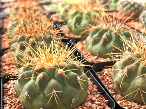Cactus copiapoa haseltoniana - copiapoa,