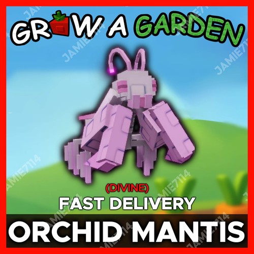 Orchid mantis cheapest - orchid, |
