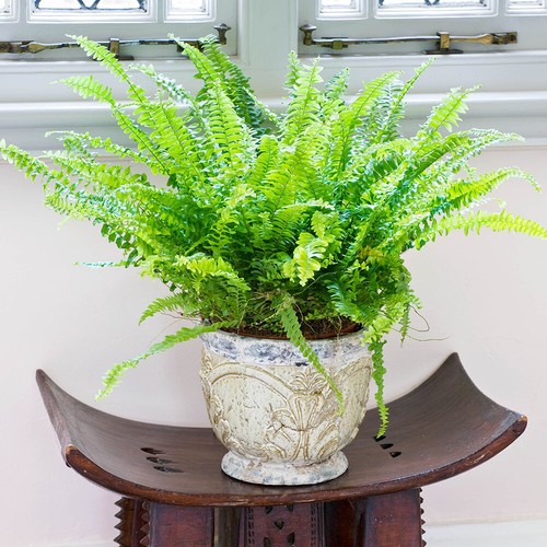 Boston fern plant nephrolepis - boston, plant,