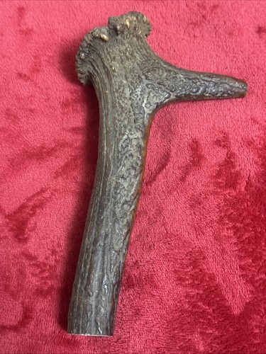 One piece red deer - deer, antler