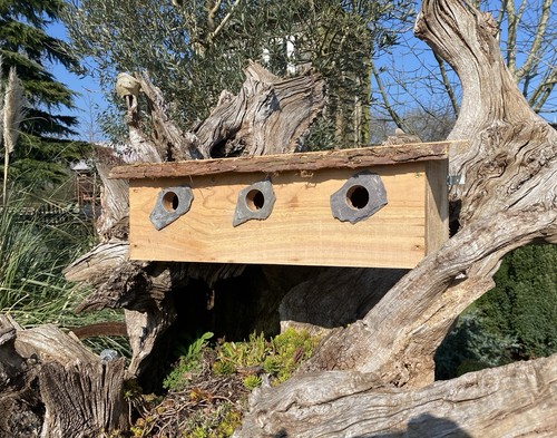 Sparrow nest bird box wooden - box,