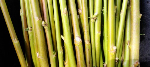 Willow cuttings salix - 10,