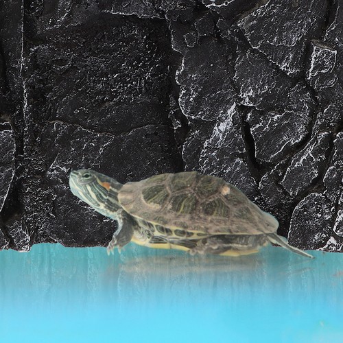 Reptile background board - pu, 3d