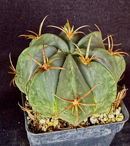 Ferocactus macrodiscus cactus - ferocactus,