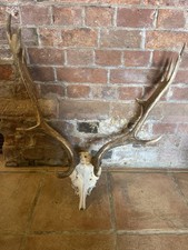 Taxidermy Sized Deer Skull