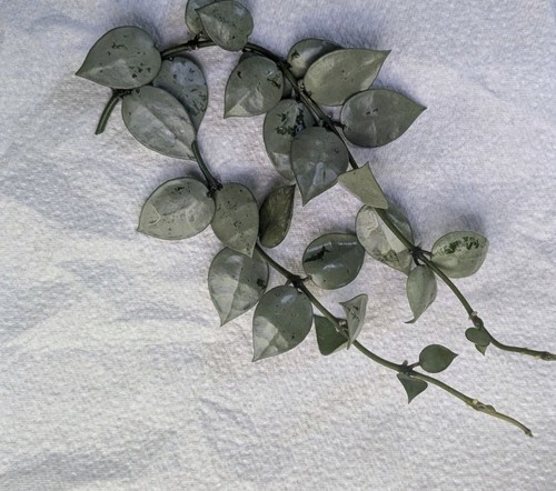 Hoya krohniana super silver - super,