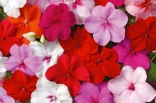 BUSY LIZZIE - BABY SERIES MIX