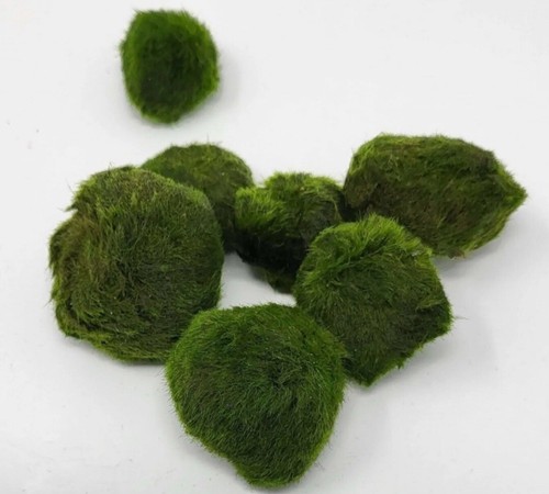 Moss balls mini nano live - moss,