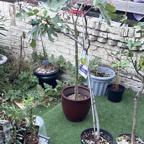 Fig tree ficus carica - fig,