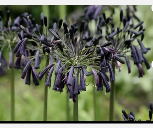 Agapanthus black magic african - black,