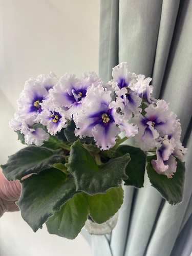 African violets two baby - african,