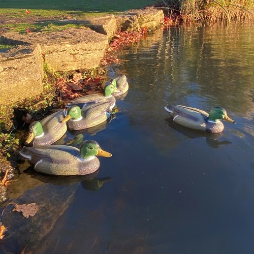 Mallard duck hunting - mallard, shooting