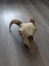 Ram's Skull and Horn Taxidermy