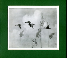 Peter Scott  ~ Four Teal ~ Genuine Original Vintage Print 1941