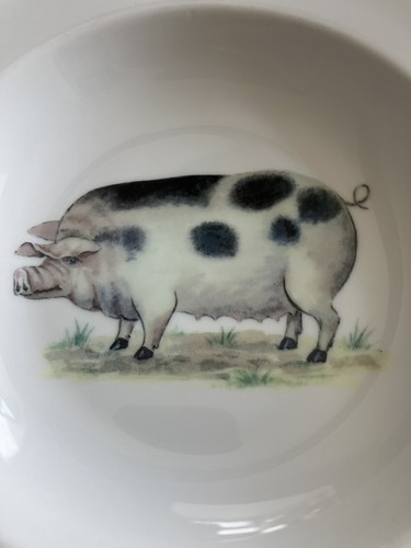 Lovely pot belly - , pig