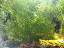 15cm+ ELODEA DENSA  AQUARIUM