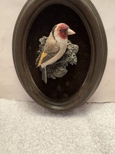 European Goldfinch nature to Europe,N.Africa.12 cml.wingspan.25cml.weigh 20gr.