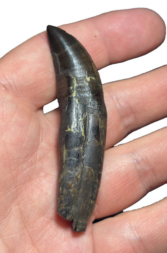 Rooted allosaurus tooth