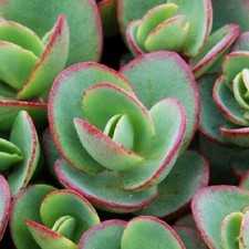 Sedum Sunsparkler 'Lime