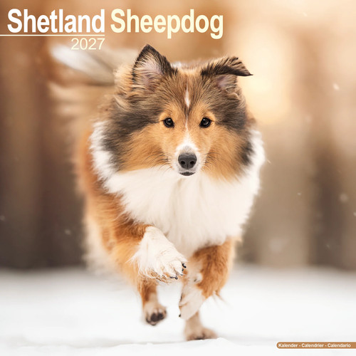 Shetland sheepdog 2027 - sheepdog,