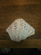 Large Clam Shell Seashell
