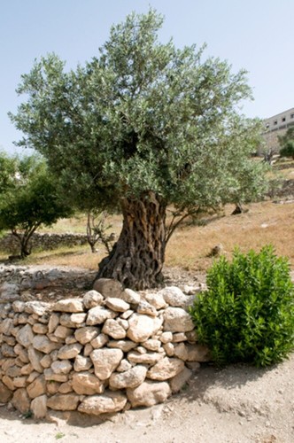 Olea europea 20 - europea, (olive