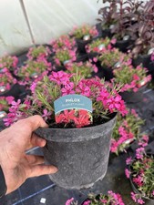 Phlox scarlet flame hardy - scarlet,