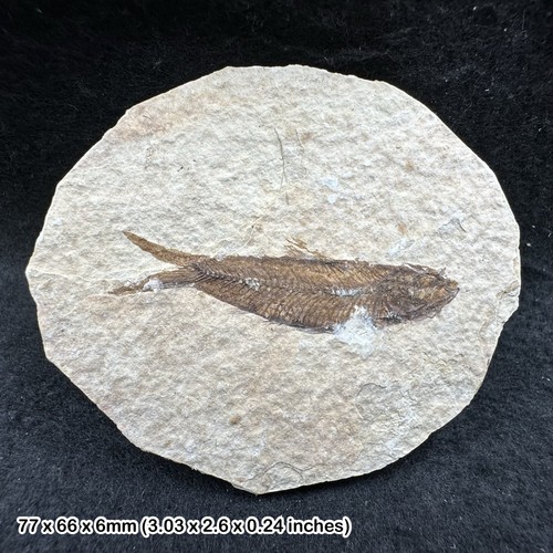 Eocene fossil fish matrix - fossil,