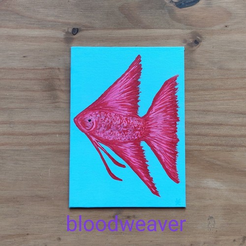 Angel tropical fish red - , pink