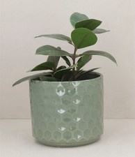 Gisela graham honeycomb plant - gisela,