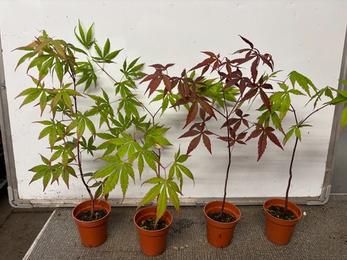 Japanese maples acer - japanese, (acer