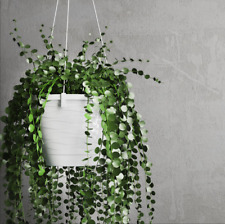 Holder Plant Flower Pot Garden