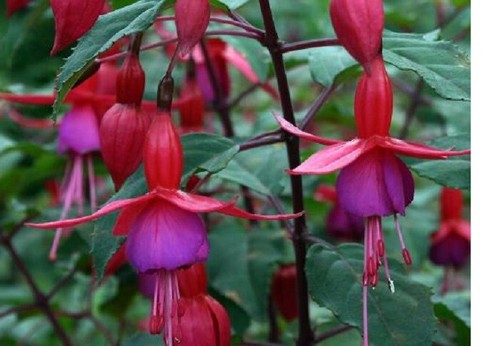 Fuchsia upright plug - fuchsia,