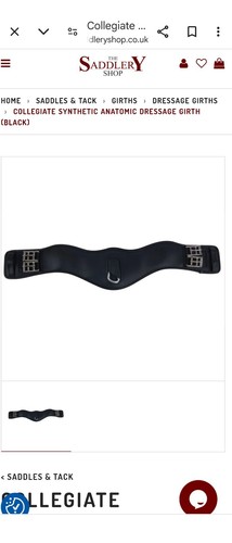 Collegiate equestrian horse - collegiate,
